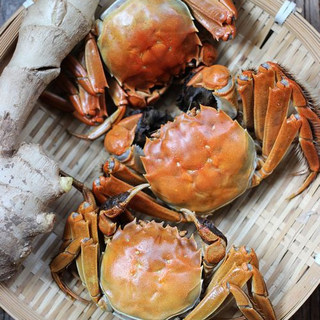 清蒸大闸蟹