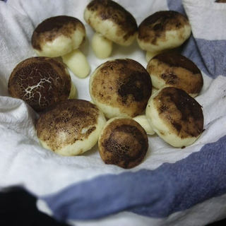 香菇豆沙包