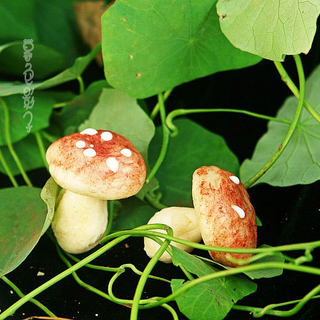 小蘑菇豆沙包