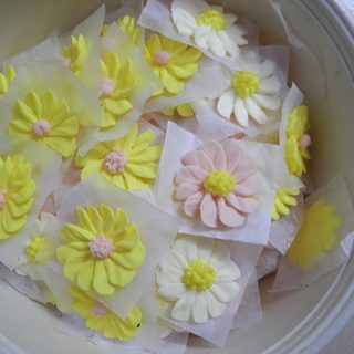 奶油霜小雏菊